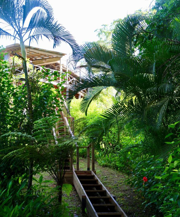 Eden Jungle Lodge Bocas del Toro Esterno foto