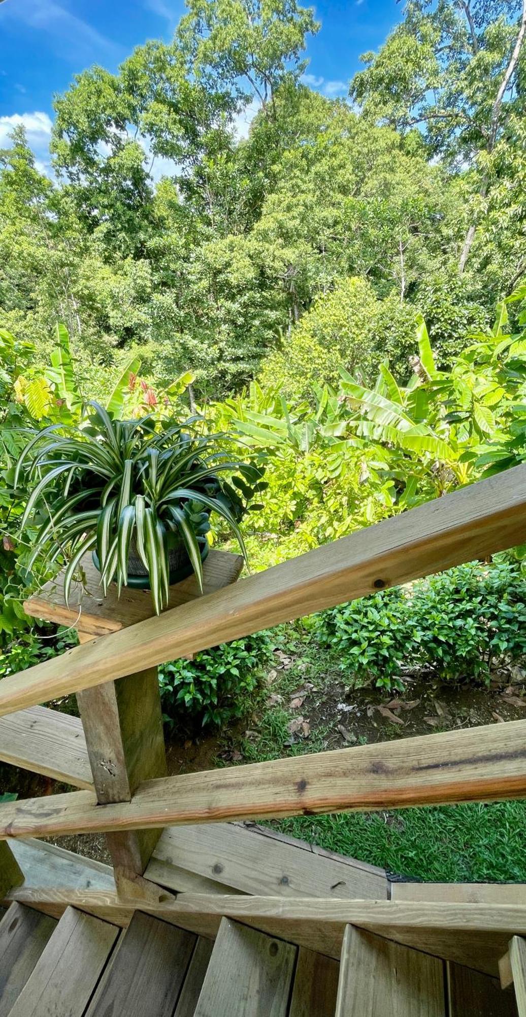 Eden Jungle Lodge Bocas del Toro Esterno foto