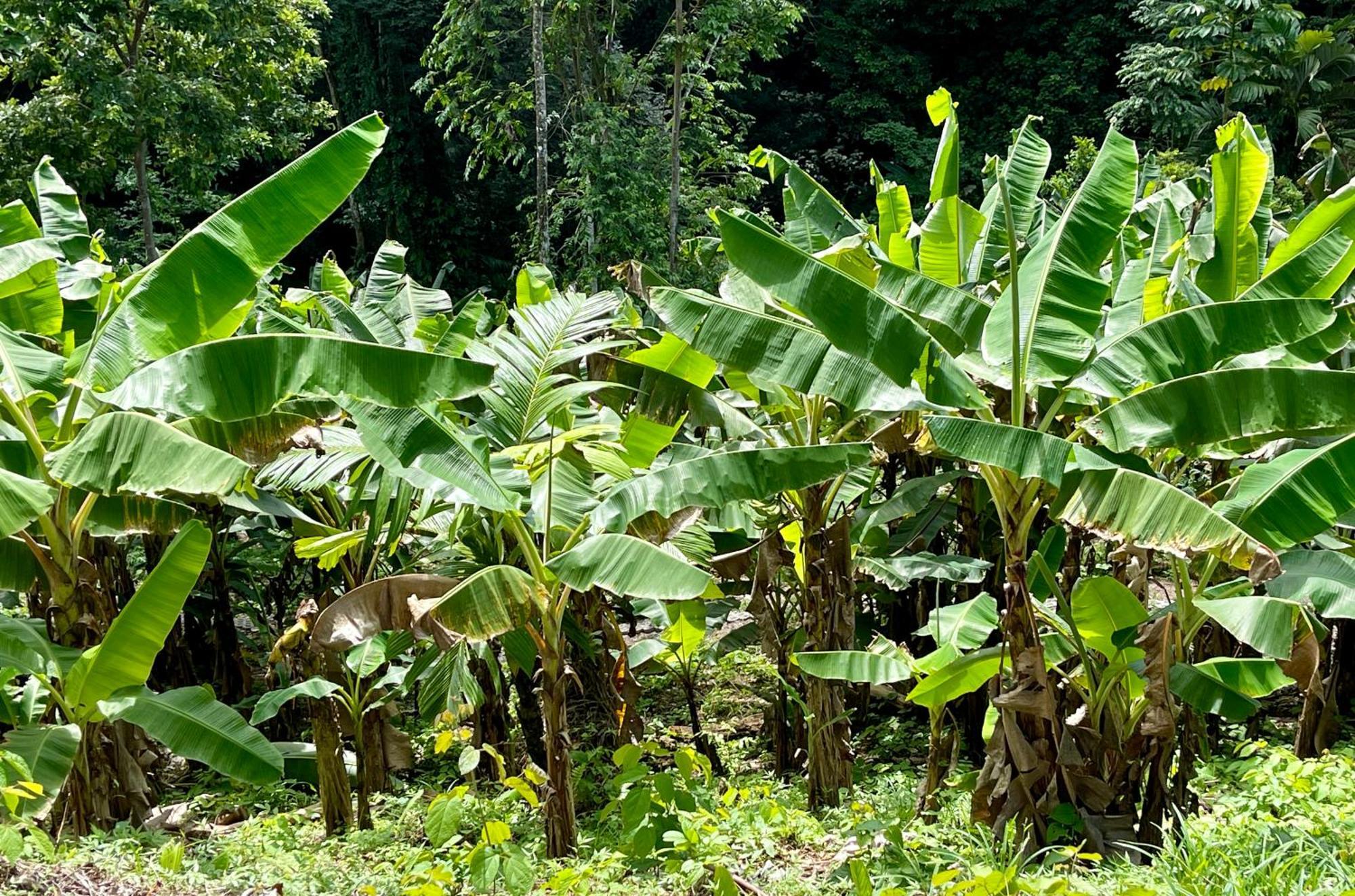 Eden Jungle Lodge Bocas del Toro Esterno foto